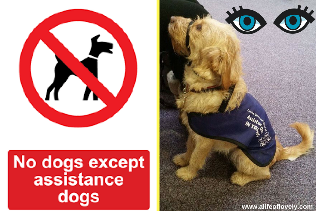 open your eyes assistance dogs