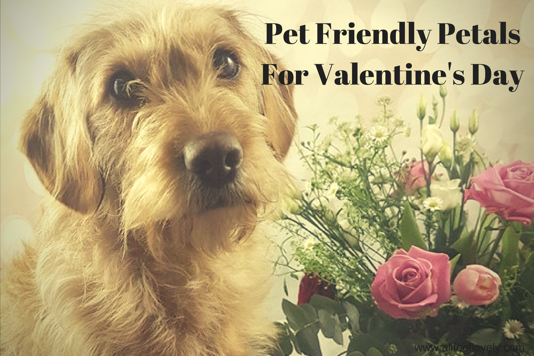 Pet Friendly Petals For Valentine's Day