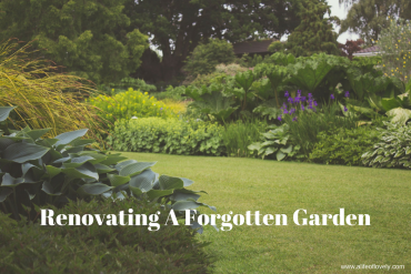 Renovating A Forgotten Garden