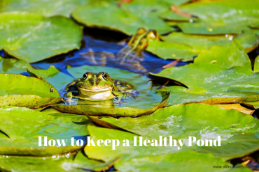 How to Keep a Healthy Pond
