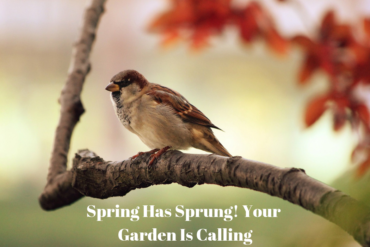 Spring Has Sprung! Your Garden Is Calling