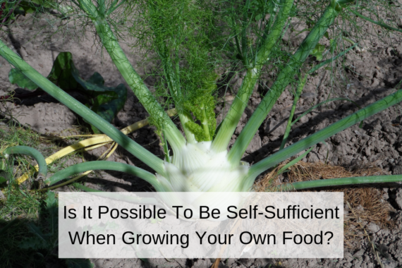 Is It Possible To Be Self-Sufficient When Growing Your Own Food?