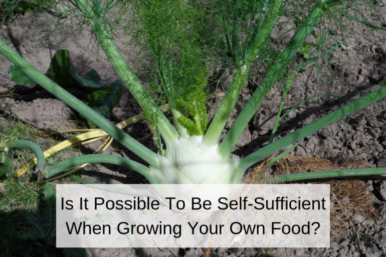 Is It Possible To Be Self-Sufficient When Growing Your Own Food?
