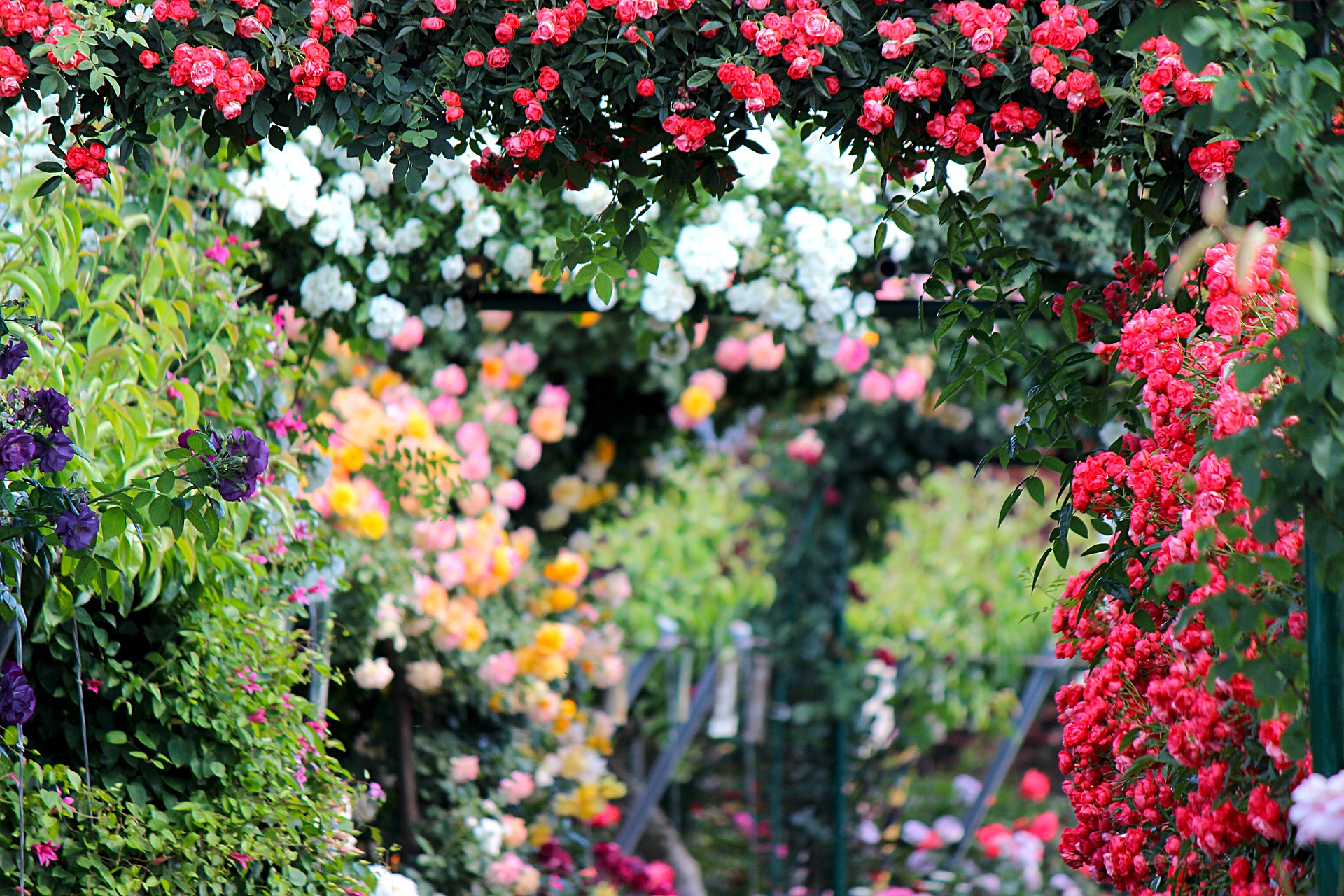 colourful garden
