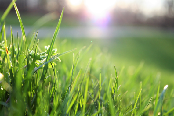 Is Artificial Grass Right for You?