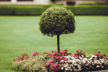 5 Ideas to Improve Your Garden