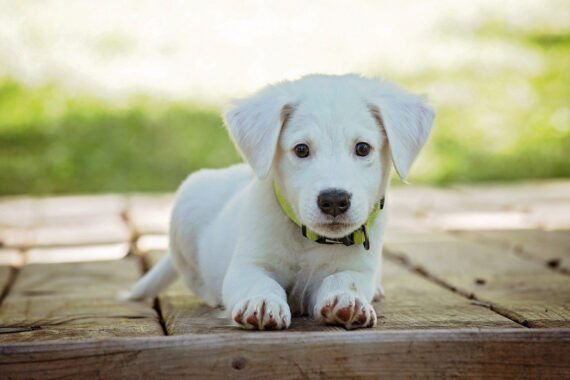 Advice For Bringing A Dog Into Your Home For The First Time