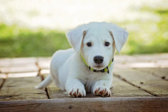 Advice For Bringing A Dog Into Your Home For The First Time
