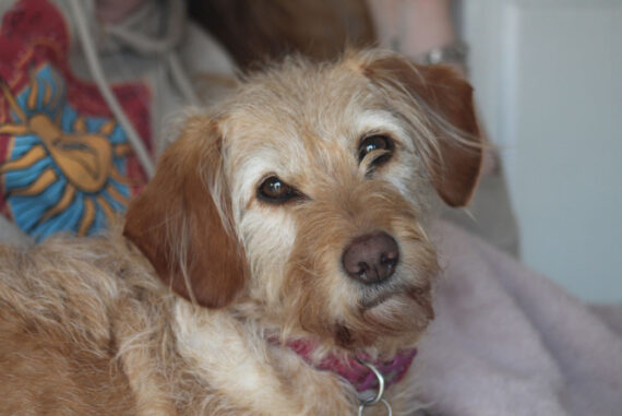 How Dog Owner Can Keep Their Home Fresh