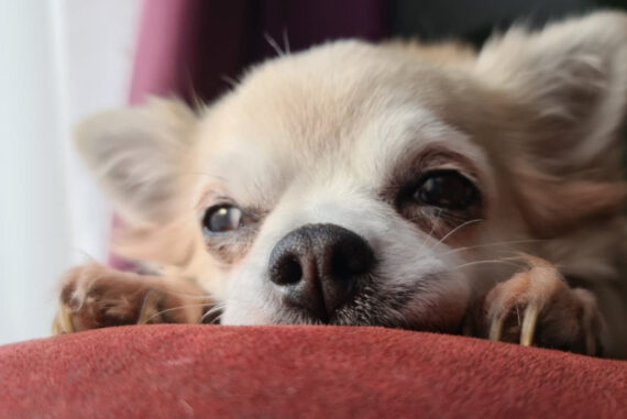 Vital Ways To Care For An Ageing Dog