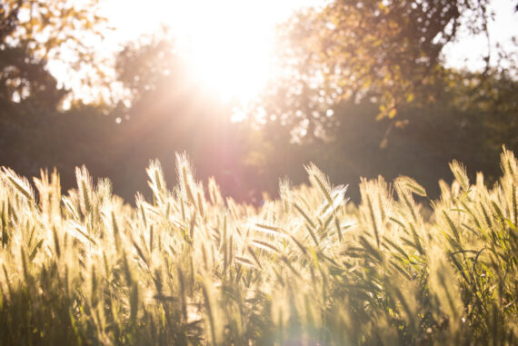 How To Revive An Unloved Garden