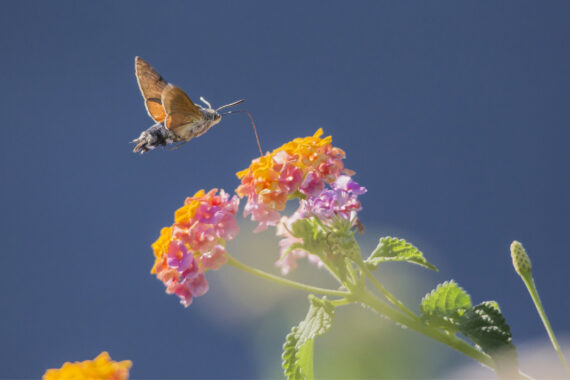 How To Use Less Pesticides In Your Garden