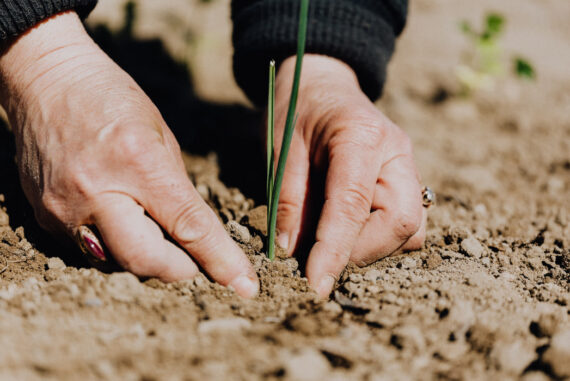 3 Tips For The Budding, Intrepid Gardener