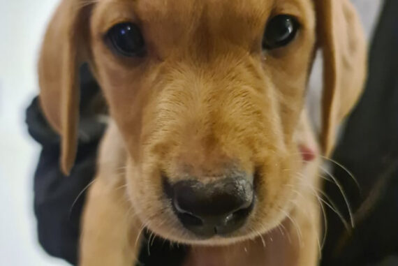 How To Choose The Right Puppy For Your Family
