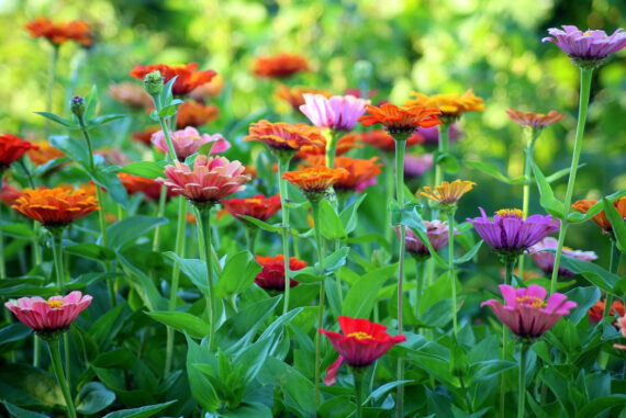 Hey, We have just written this fresh new content piece: 'How To Get Gardening Inspiration: A Guide For Newbies