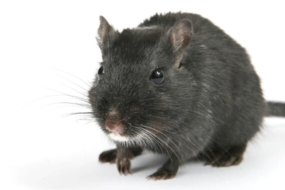 Effective Tips On How To Eliminate Rats In Your Home