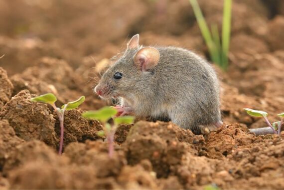How To Humanely Deter Wildlife From Your Garden