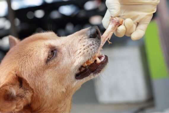 Can You Give Dogs Real Bones To Chew On?