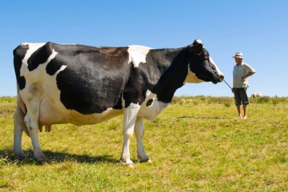 5 Essential Tips To Take Care of a Pregnant Cow