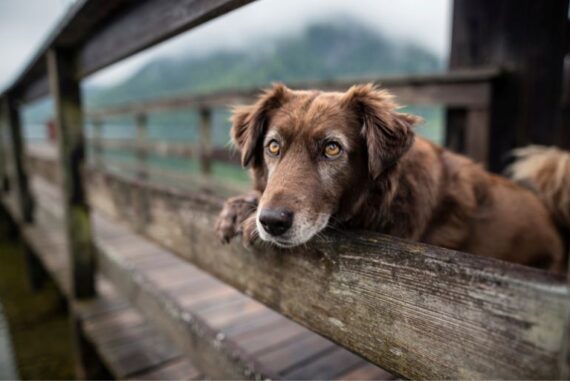 Helpful Tips for Supporting Your Senior Dog