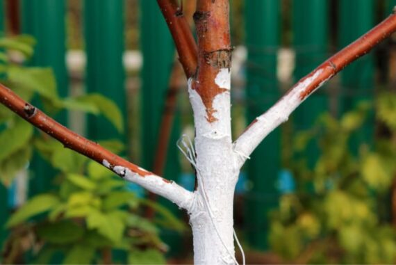 What You Need To Know About Sunscald To Protect Your Yard