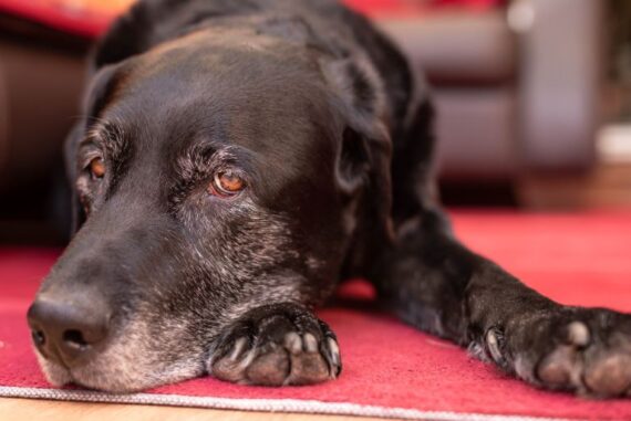 How To Help Your Aging Dog Live Their Best Life