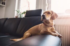 Tips To Know Before Adopting a Sensitive Dog