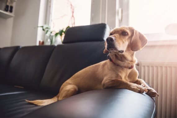 Tips To Know Before Adopting a Sensitive Dog