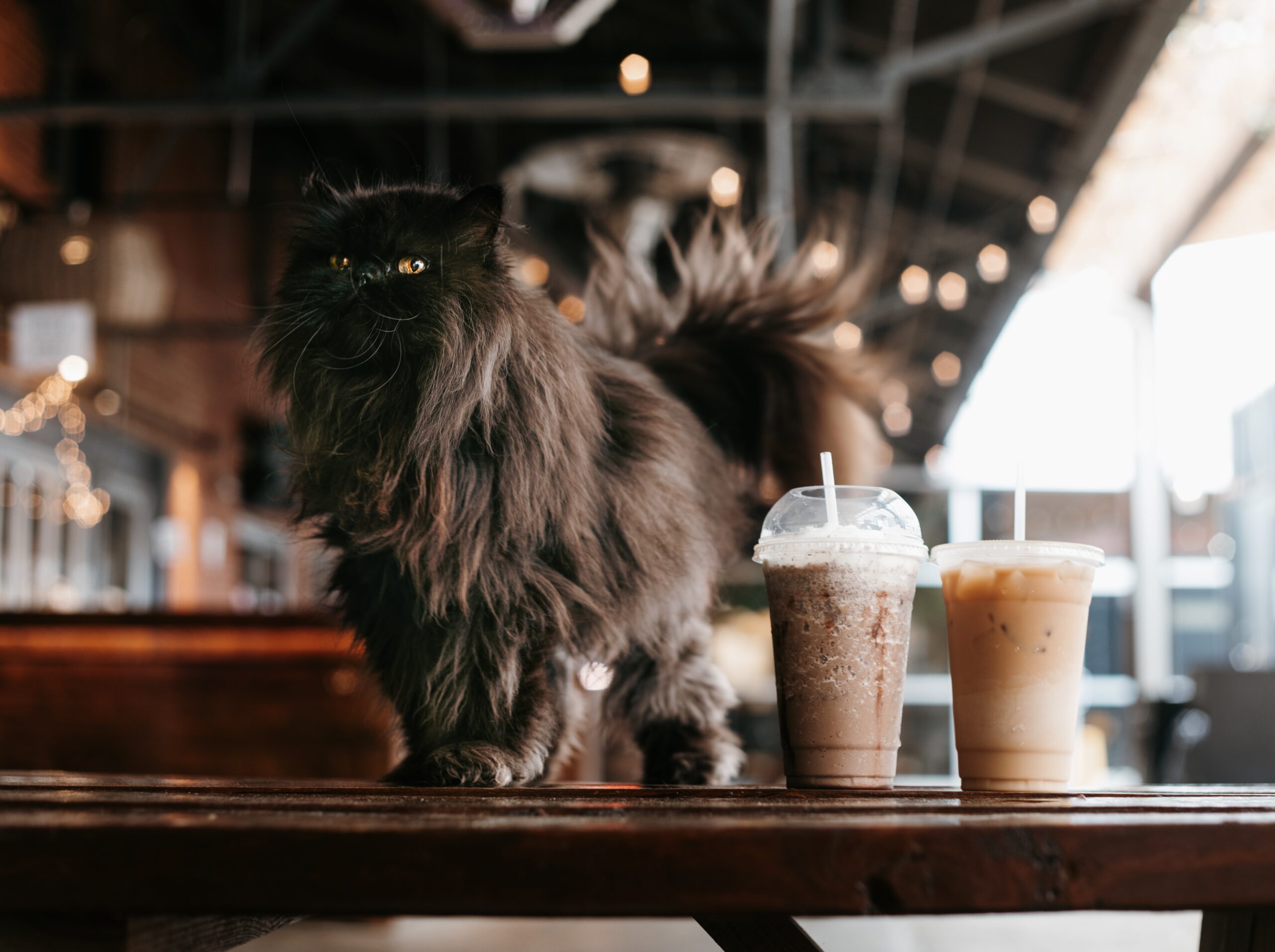 Cat cafes