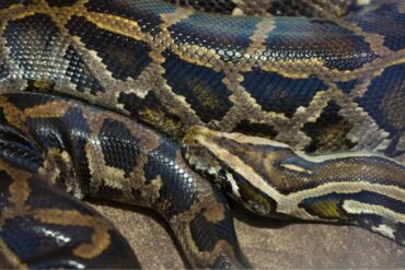 Animals in America You Didn’t Know Were Invasive Species