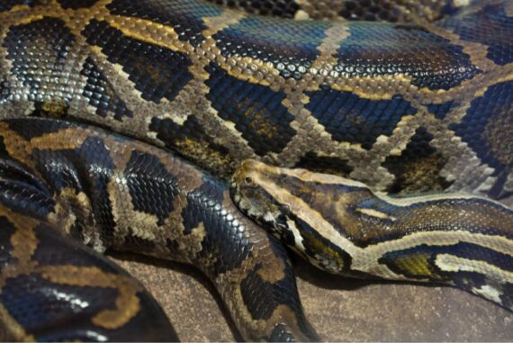 Animals in America You Didn’t Know Were Invasive Species