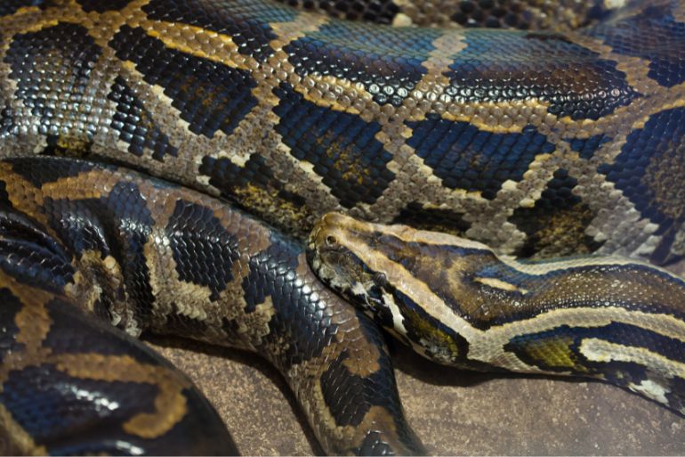 Animals in America You Didn’t Know Were Invasive Species