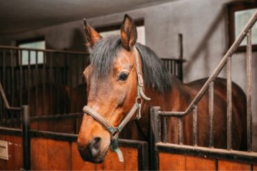 Tips for Making Your Horse’s Stable Comfortable