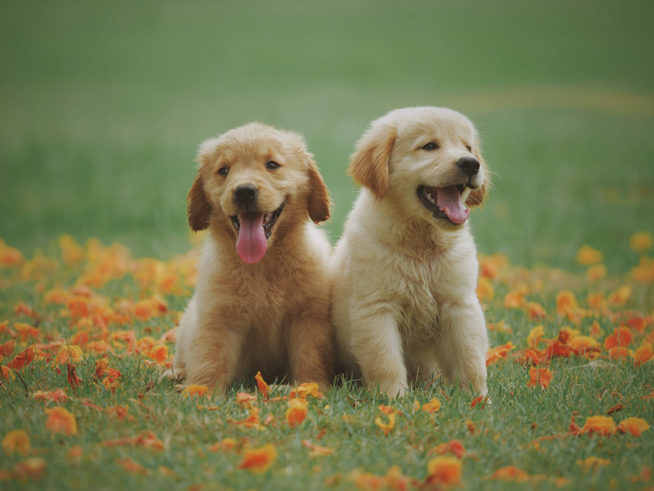 Pet Bonding: Actionable Tips For First-Time Dog Owners