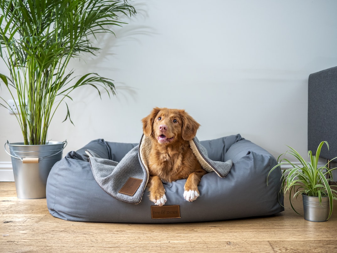 7 Great Ways To Be A Responsible Pet Owner