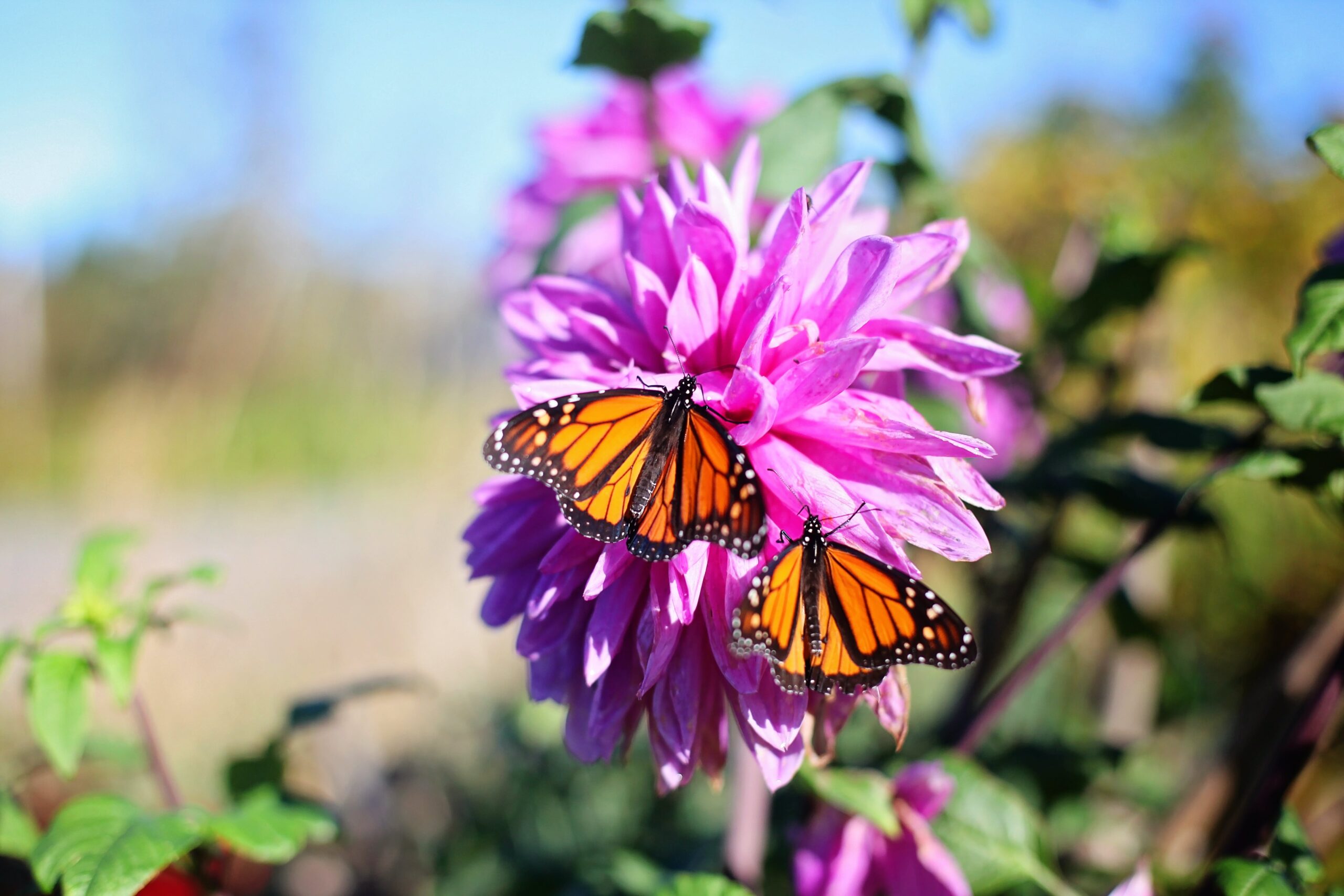 How to Create a Wildlife-Friendly Garden