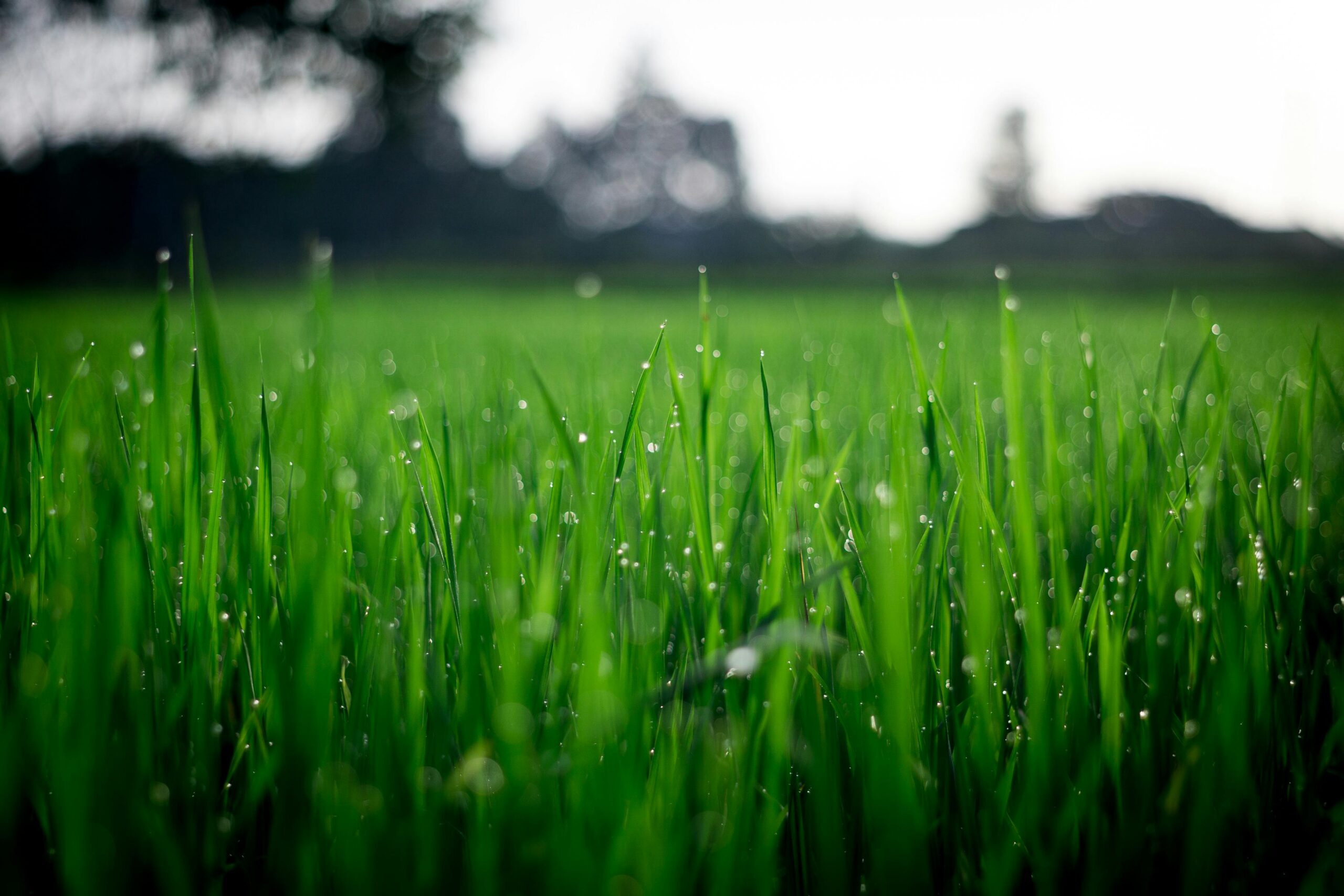 How to Spruce Up Your Garden in Time for Summer