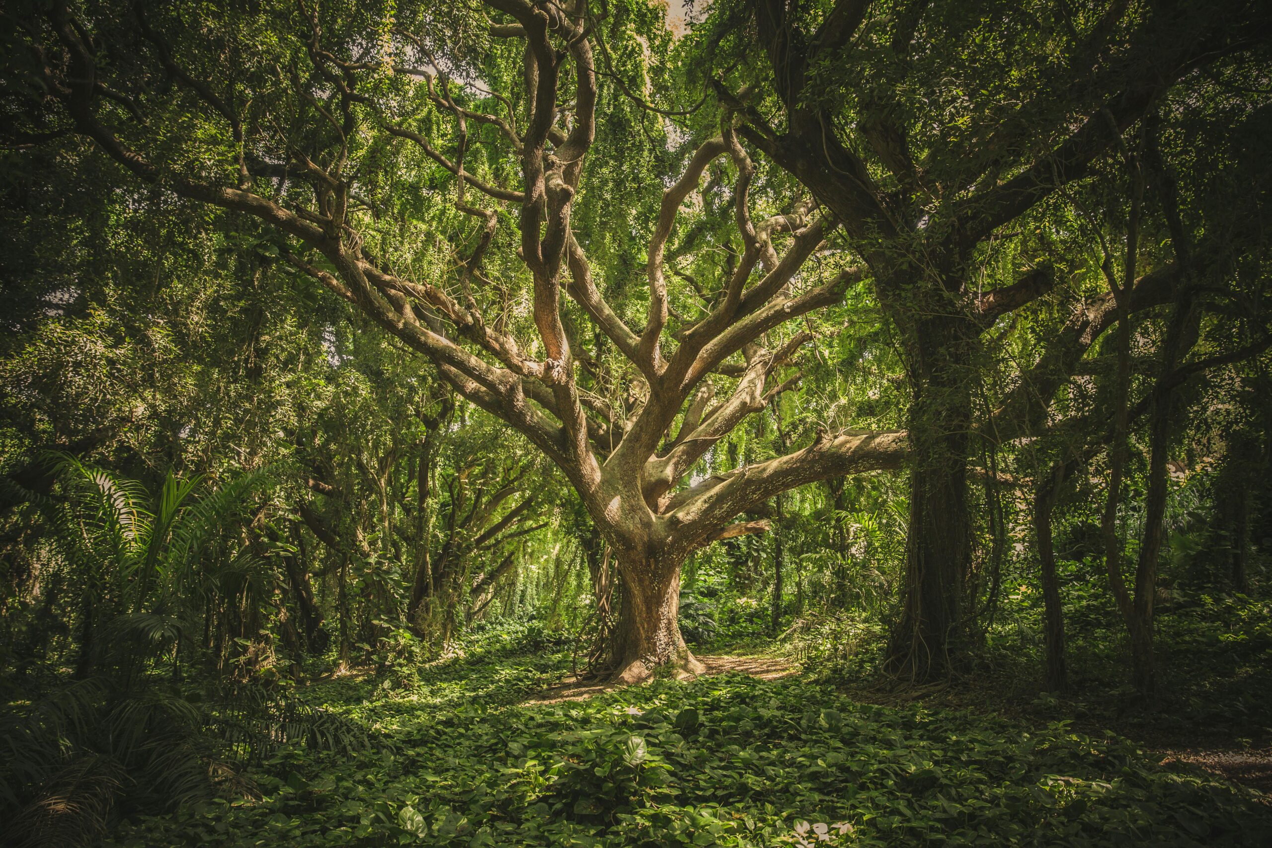 How to Recognise Signs of Tree Diseases and Protect Them