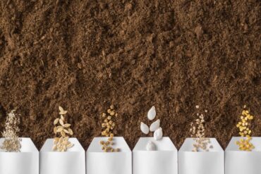 Six white envelopes aligned with each one spilling different types of heirloom seeds on top of a bed of fresh dark soil.