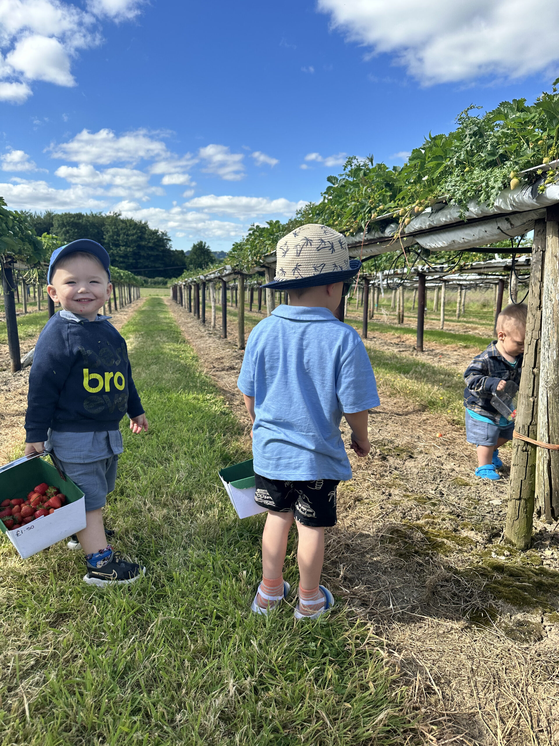 strawberry picking