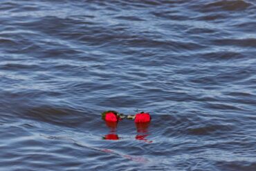 Two red roses floating in the water after a burial at sea ceremony. The water is dark blue with slight waves.