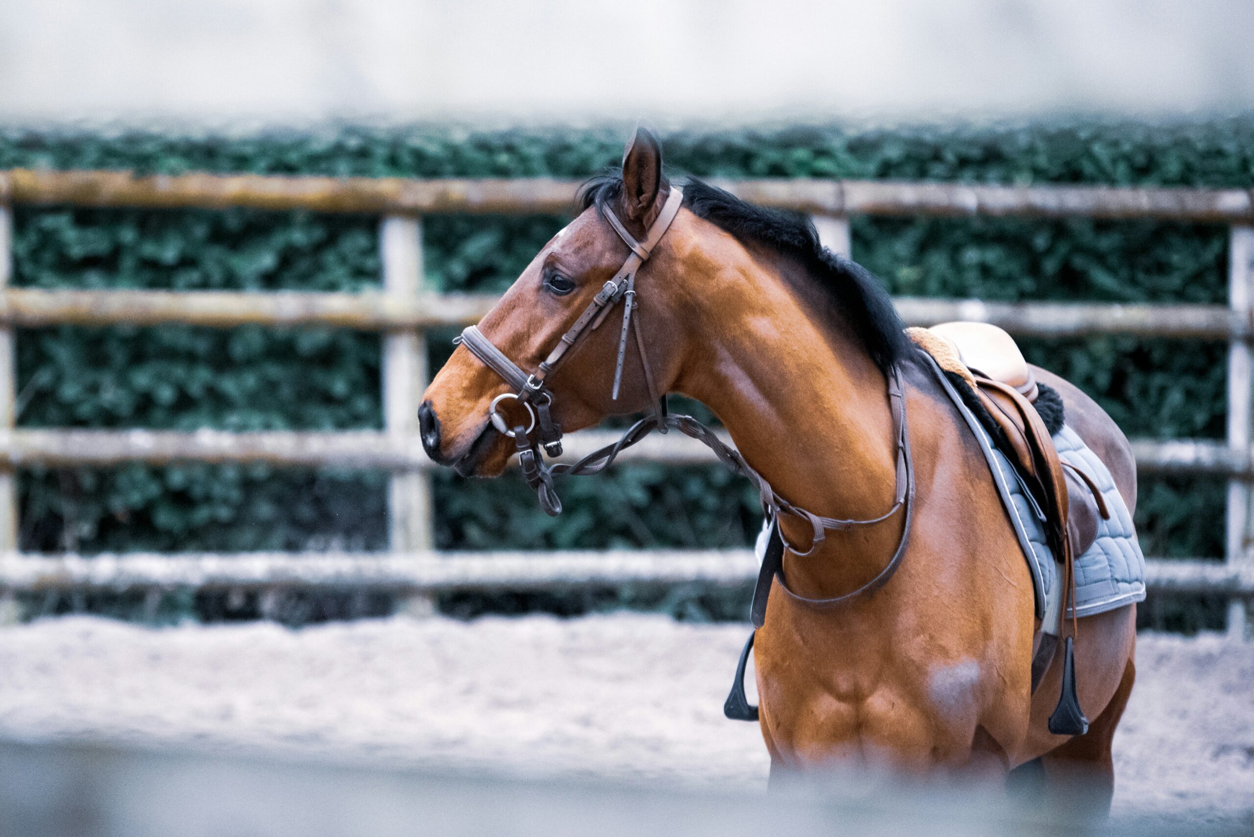 3 Ways to Keep Your Horse Healthy & Happy