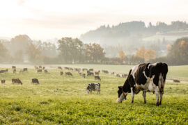 A herd of Holstein cows grazing on grass in a green, rolling field next to a forest dipped in light fog.