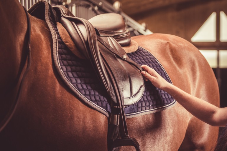 A person is adjusting a brown leather saddle that sits on a brown horse. A purple saddle blanket is under the saddle.