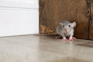 A close-up view shows a small, gray mouse sitting on a hardwood floor. There's a white wall and a dark wooden wall.