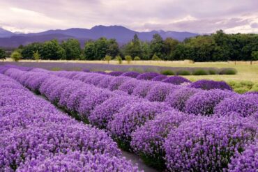 Large bunches of lavender grow in lines on a lavender farm. Tall, mature trees appear in the background.