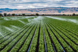 An irrigation system is watering a field of crops that are in rows. Mountains appear in the background.