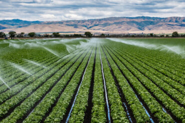 An irrigation system is watering a field of crops that are in rows. Mountains appear in the background.