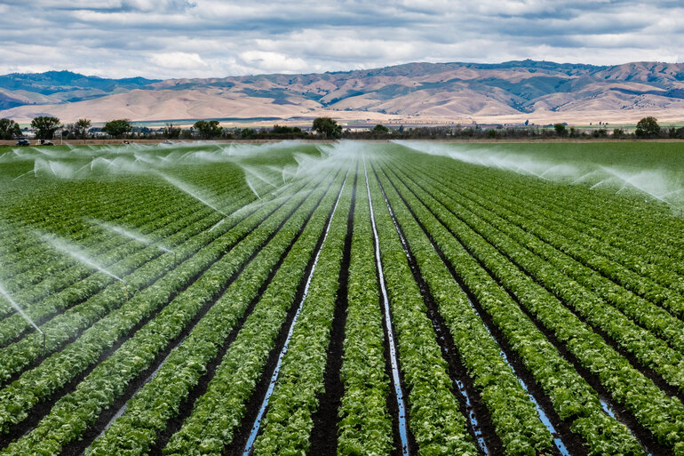 An irrigation system is watering a field of crops that are in rows. Mountains appear in the background.