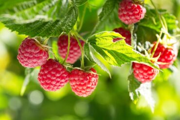 A close-up view shows a bunch of eight red raspberries growing on a green raspberry plant in a garden.